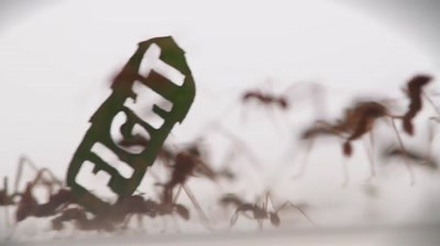 Case Study: WWF - Ant Rally