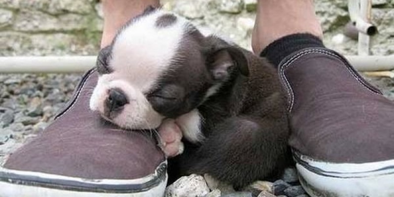 Studiu Daedalus Millward Brown: 4 din 10 romani, din mediul urban, detin cel putin un animal de companie