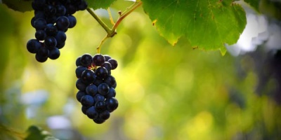 Vinuri romanesti premiate cu aur si argint la Concours Mondial de Bruxelles si International Wine Contest Bucharest
