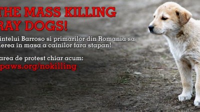Vier Pfoten Romania - Stop the mass killing of the stray dogs
