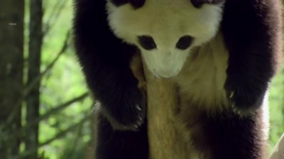 Jose Cuervo - Pandas eat cold takeaway