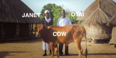 Innocent trimite vaci in Uganda prin Lantul Binelui