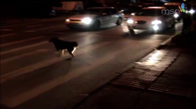 Case Study: Romanian Traffic Police - Pedestrian Dogs
