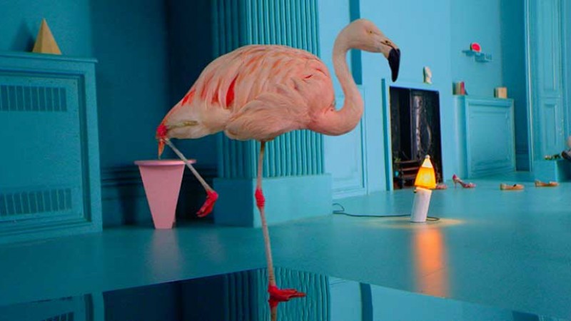 De ce sta pasarea flamingo intr-un picior? #BecauseNoReason