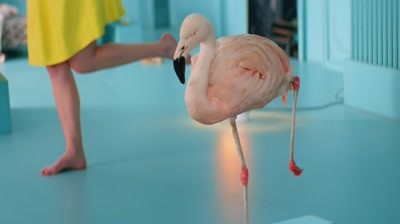 Chambord - #BecauseNoReason (Flamingo)