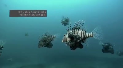 Case Study: Colombia's Ministry of Environment and Natural Resources - The Lionfish Invasion