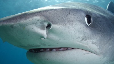 MARELE RECHIN ALB - vedeta Shark Week de marti, 26 august