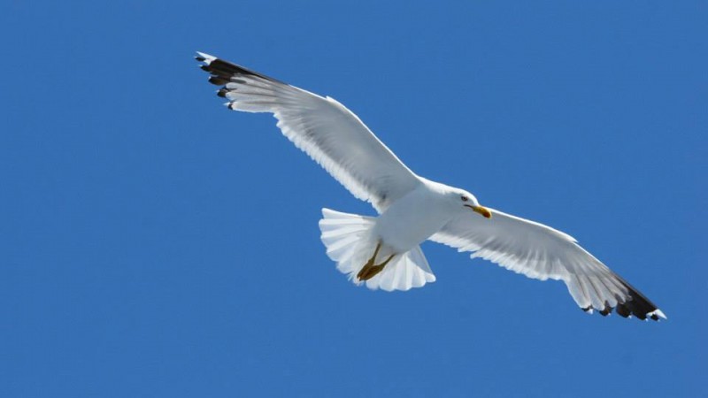 Hai-Hui prin Deltele Europei