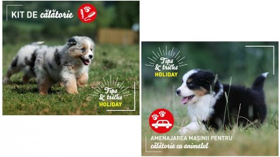 Royal Canin - Comunicare Online Campanie Summer Holiday