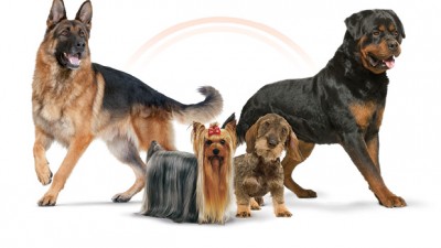 Royal Canin - Poster Caravana Dog Fest - Bucuresti