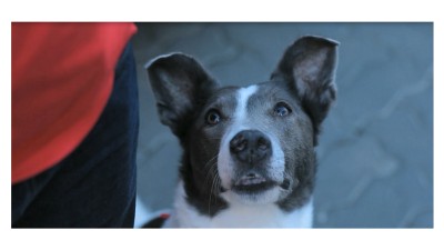 [Premiile FIBRA #1] Shortlist FIBRA - GMP Group - The Good Dogcatcher / Four Paws, Vier Pfoten / Four Paws Romania