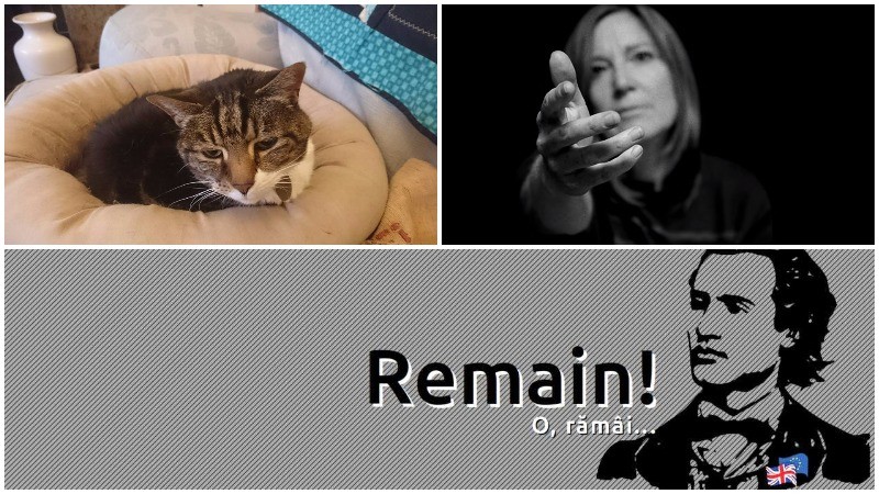 Pisicile nu vor Brexit