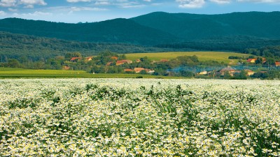 A crescut preferinta romanilor pentru tratamente naturiste, iar medicii sunt mai deschisi catre fitoterapie