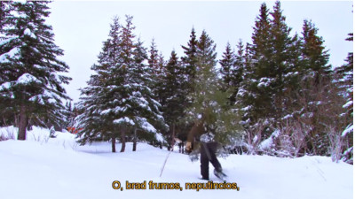 Friends/TBWA, Rogalski Damaschin PR și Fundația Conservation Carpathia lansează campania „O, brad frumos”, o inițiativă menită să atragă atenția asupra importanței brazilor naturali