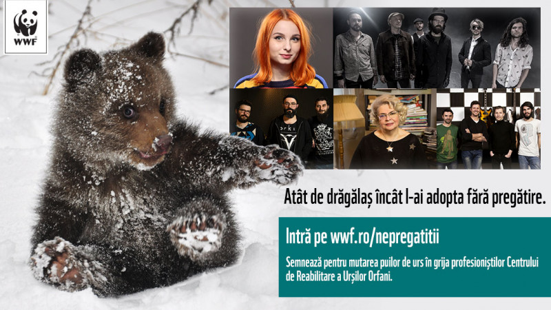 Singurul orfelinat pentru puii de urs din Europa, aflat in Romania, are nevoie de ajutor. Cum poti sprijini campania?
