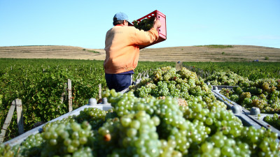 [Domeniile vinului] 1,8 milioane de litri de vin ies din Crama Oprisor pe sezon. Gabriel Roceanu: &quot;Pana in 2018 am ajuns la o investitie de 12 milioane de euro&quot;
