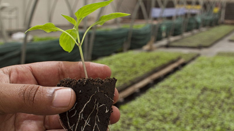 Corporatist obosit de muncă caut fermă la țară pentru a-mi crește copiii sănătos