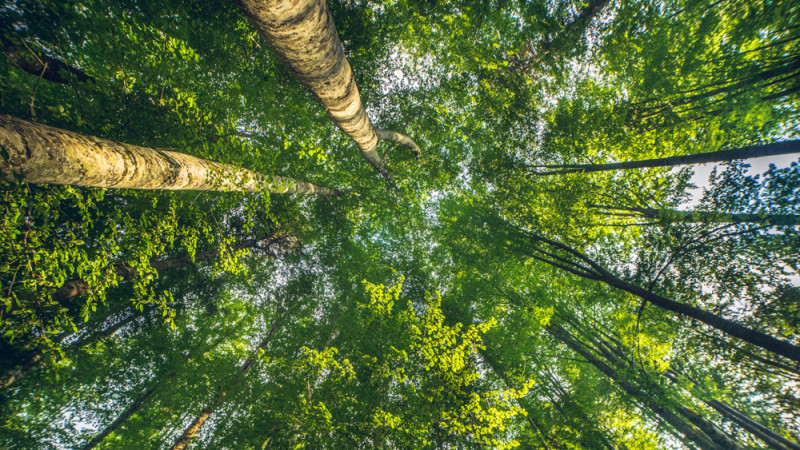 Greenpeace România lansează Forest Guardians, aplicația de mobil prin care poți salva pădurile de tăieri ilegale