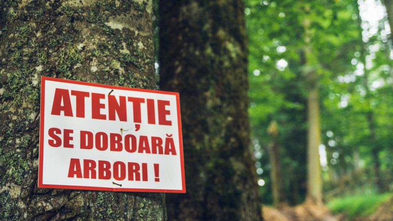 Peste 2.300 de cetățeni stau cu ochii pe pădurile virgine din România