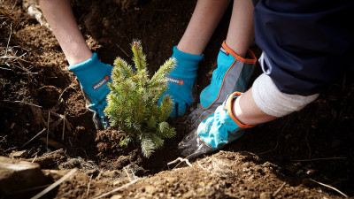 Pădurea MedLife prinde rădăcini prin proiectul Facem Rom&acirc;nia verde