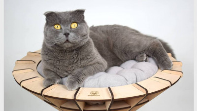 Pisoiul Bossulică va fi purtătorul de cuvânt al PetExpo 2019