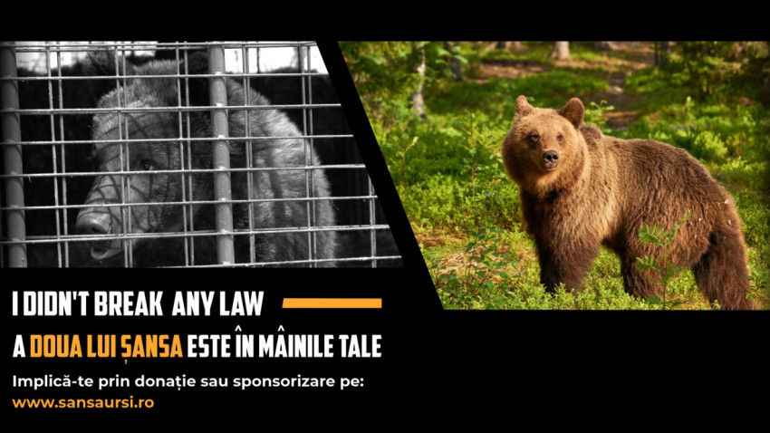 AMP Libearty, cel mai mare sanctuar de urși bruni din lume, lansează Campania ”A  DOUA ȘANSĂ”