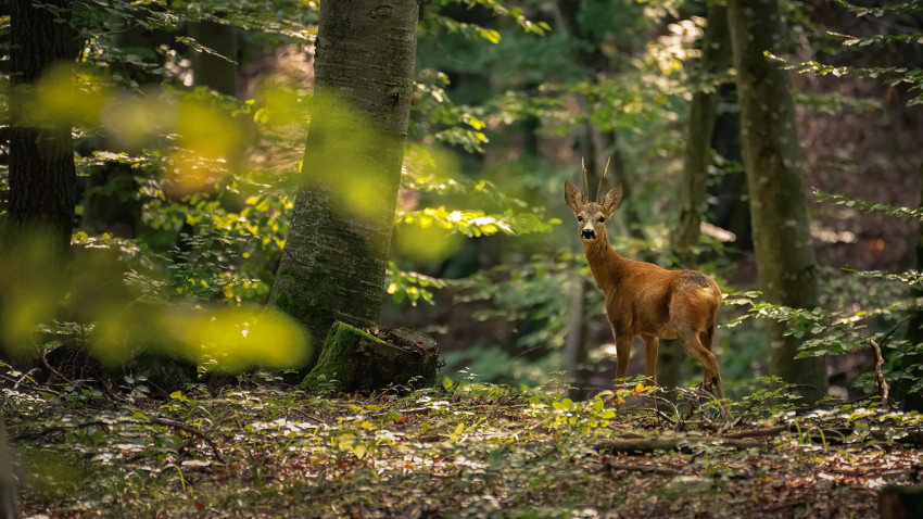 Digi Animal Club revine cu al zecelea sezon, din 4 septembrie, la Digi Animal World