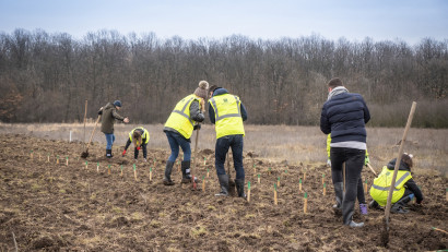 Peste 16.000 de puieți au fost plantați &icirc;n județul Ilfov, la inițiativa Nordis Group, pe un teren aflat &icirc;n proprietatea dezvoltatorului