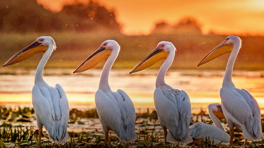 OTP Bank și Mastercard prezintă, în cadrul Festivalului Anonimul, Birdville, un scurtmetraj regizat de păsări