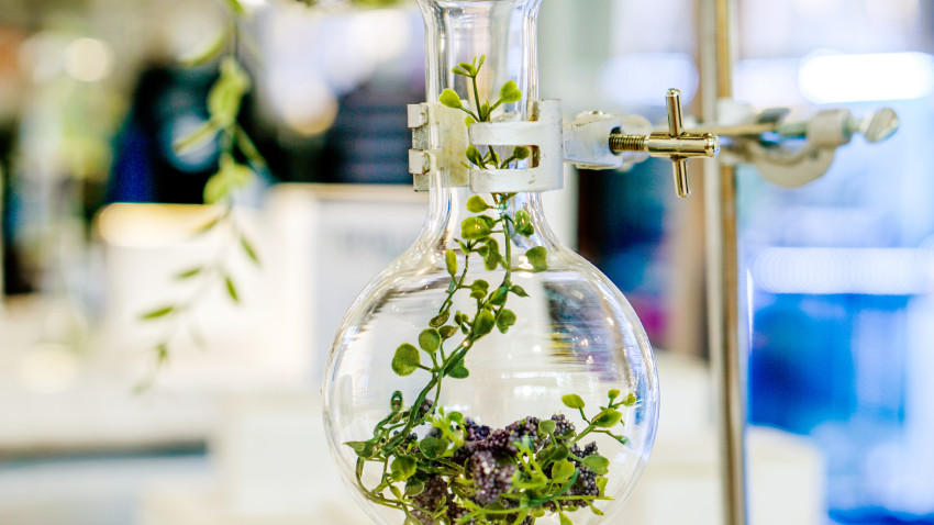 L'Oréal investește într-o companie de biotehnologie, pentru a dezvolta la scară largă ingrediente pe bază de plante pentru o frumusețe sustenabilă