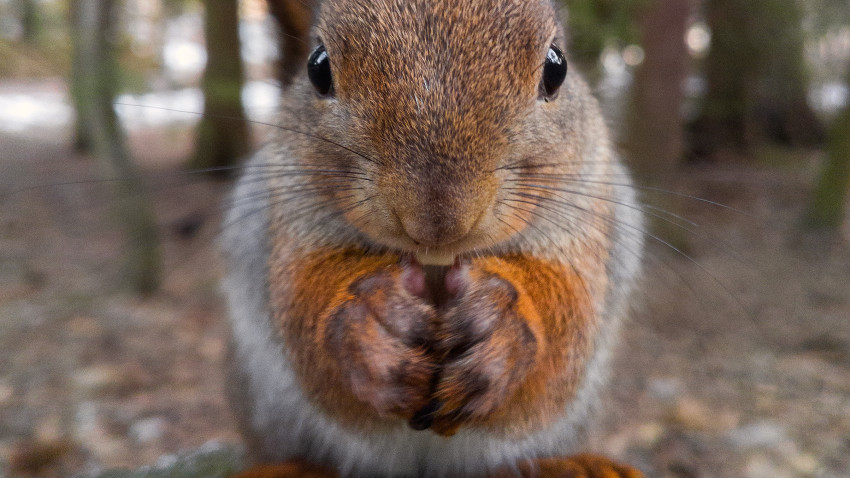 Un fotograf a realizat fotografii remarcabile în natură doar cu ajutorul camerei de la telefon