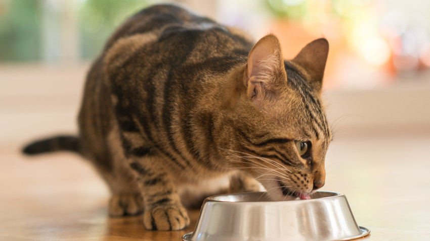 Mâncarea gătită poate dăuna sănătății pisicilor. Whiskas și Institutul Waltham invită părinții de feline să descopere cele mai importante sfaturi privind nutriția pisicilor