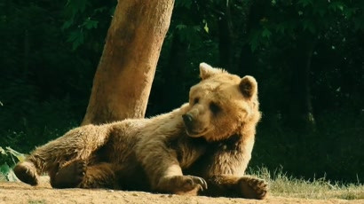 Bear Right Case Film