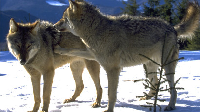 C&acirc;ți lupi sunt &icirc;n Carpații Meridionali? Rezultatele studiului genetic realizat de Fundația Conservation Carpathia