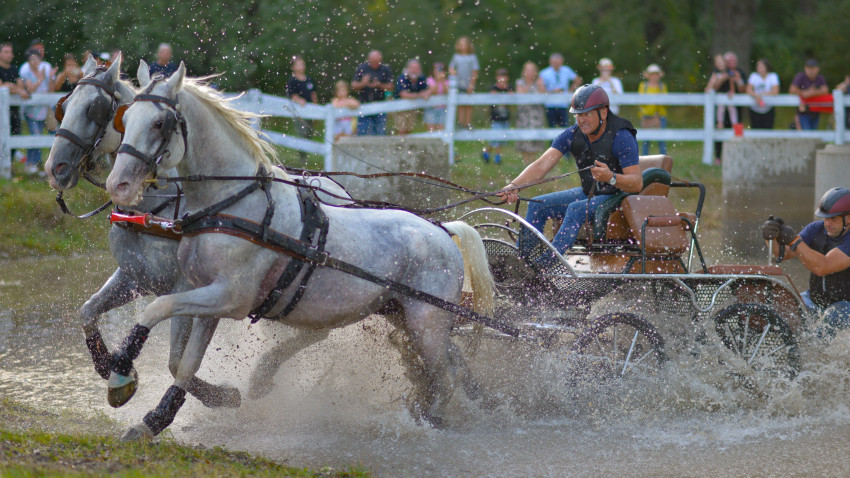 A noua ediție Karpatia Horse Show 2024: Concurs Complet Internațional de 4* show-uri, demonstrații și muzică live