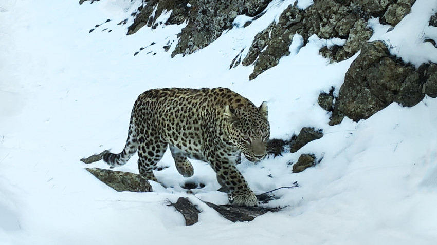 Europa, una dintre cele mai ambițioase producții ale ultimilor ani, deschide cea de-a 3-a ediție LYNX Festival