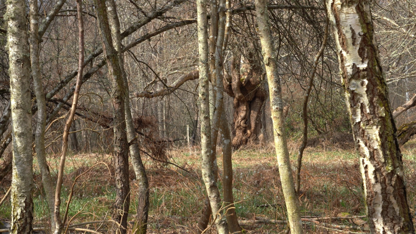 Instalația audio-video Light That Never Quite Returns the Same, semnată de Andreea Cristina Borțun, a avut prima prezentare publică
